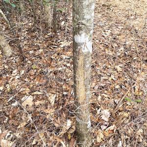 Photo #29 of SOLD property in 7245 General Mahone Hwy, Waverly, VA 62.0 acres