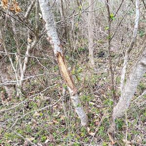 Photo #30 of SOLD property in 7245 General Mahone Hwy, Waverly, VA 62.0 acres