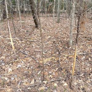 Photo #37 of SOLD property in 7245 General Mahone Hwy, Waverly, VA 62.0 acres