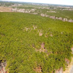 Photo #11 of SOLD property in 723 Ahoskie-Cofield Road, Cofield, NC 104.5 acres