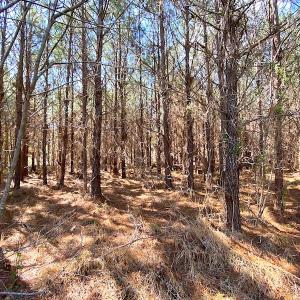 Photo #14 of SOLD property in 723 Ahoskie-Cofield Road, Cofield, NC 104.5 acres