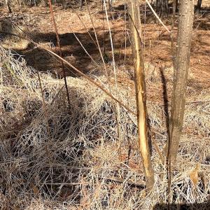 Photo #16 of SOLD property in 723 Ahoskie-Cofield Road, Cofield, NC 104.5 acres