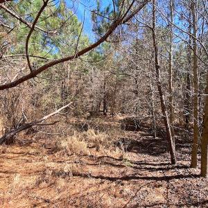 Photo #17 of SOLD property in 723 Ahoskie-Cofield Road, Cofield, NC 104.5 acres