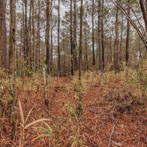 Photo #15 of SOLD property in Off Warren Taylor Road, Richlands, NC 2.1 acres