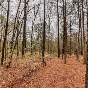 Photo #16 of SOLD property in Off Warren Taylor Road, Richlands, NC 2.1 acres