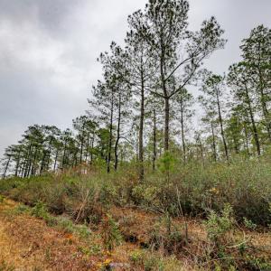 Photo #18 of SOLD property in Off Warren Taylor Road, Richlands, NC 2.1 acres