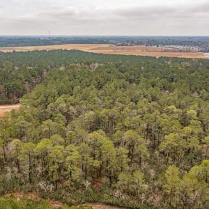Photo #6 of SOLD property in Off Warren Taylor Road, Richlands, NC 2.1 acres