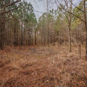 Photo #18 of SOLD property in Off Highway 258, Kinston, NC 2.7 acres