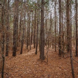 Photo #20 of SOLD property in Off Highway 258, Kinston, NC 2.7 acres