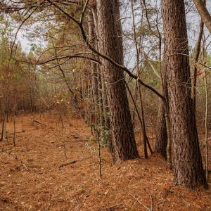 Photo #22 of SOLD property in Off Highway 258, Kinston, NC 2.7 acres
