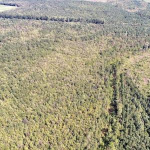 Photo #2 of Off Lloyd Corey Road, Stokes, NC 166.0 acres