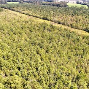 Photo #4 of Off Lloyd Corey Road, Stokes, NC 166.0 acres