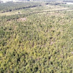 Photo #6 of Off Lloyd Corey Road, Stokes, NC 166.0 acres