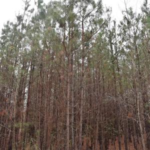 Photo #11 of Off Lloyd Corey Road, Stokes, NC 166.0 acres