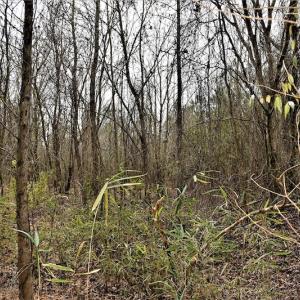 Photo #12 of Off Lloyd Corey Road, Stokes, NC 166.0 acres