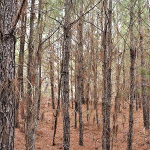 Photo #13 of Off Lloyd Corey Road, Stokes, NC 166.0 acres