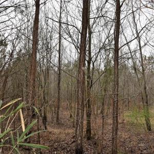 Photo #14 of Off Lloyd Corey Road, Stokes, NC 166.0 acres