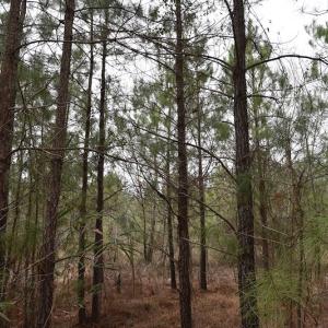 Photo #15 of Off Lloyd Corey Road, Stokes, NC 166.0 acres