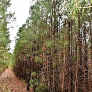Photo #16 of Off Lloyd Corey Road, Stokes, NC 166.0 acres