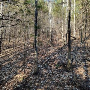Photo #6 of SOLD property in Off Wagon Trail Road, Monroe, VA 9.2 acres