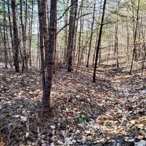 Photo #7 of SOLD property in Off Wagon Trail Road, Monroe, VA 9.2 acres