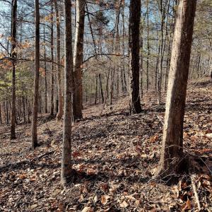 Photo #8 of SOLD property in Off Wagon Trail Road, Monroe, VA 9.2 acres