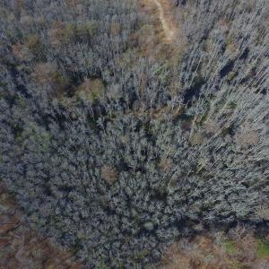 Photo #9 of Off Woodberry Drive, Grimesland, NC 12.4 acres