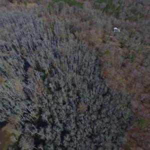 Photo #11 of Off Woodberry Drive, Grimesland, NC 12.4 acres