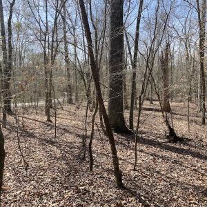 Photo #3 of Off Woodberry Drive, Grimesland, NC 12.4 acres
