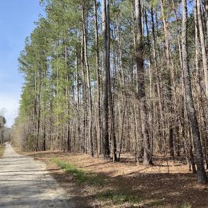 Photo #14 of Off Woodberry Drive, Grimesland, NC 12.4 acres