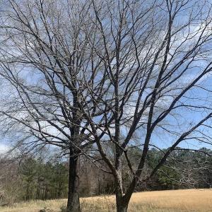 Photo #15 of SOLD property in Off Titan Roberts Road, Erwin, NC 1.3 acres