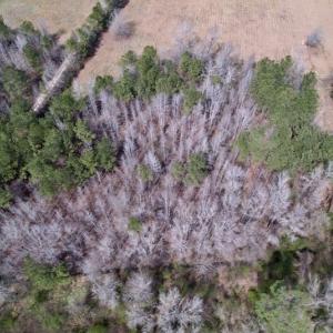 Photo #9 of SOLD property in Off Titan Roberts Road, Erwin, NC 1.7 acres