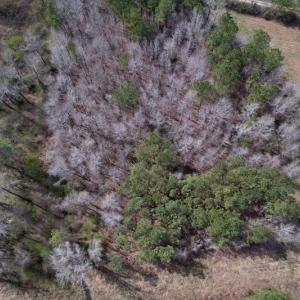 Photo #12 of SOLD property in Off Titan Roberts Road, Erwin, NC 1.9 acres