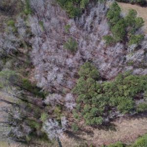 Photo #7 of SOLD property in Off Titan Roberts Road, Erwin, NC 1.9 acres