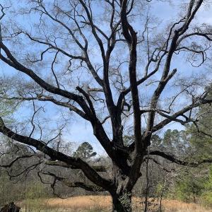 Photo #22 of SOLD property in Off Titan Roberts Road, Erwin, NC 11.3 acres