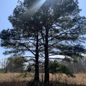 Photo #26 of SOLD property in Off Titan Roberts Road, Erwin, NC 11.3 acres