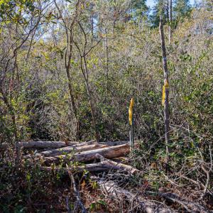 Photo #15 of SOLD property in Off Brians Woods Road, Maple Hill, NC 10.0 acres