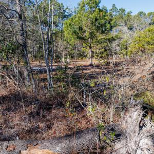 Photo #18 of SOLD property in Off Brians Woods Road, Maple Hill, NC 10.0 acres