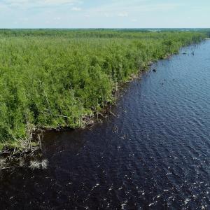Photo #3 of SOLD property in Off Nc Hwy 158 Causeway, Camden, NC 160.0 acres