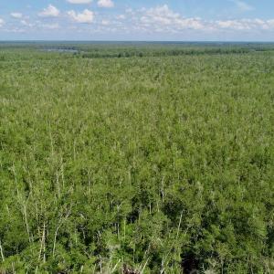 Photo #5 of SOLD property in Off Nc Hwy 158 Causeway, Camden, NC 160.0 acres