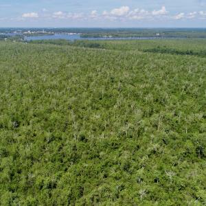 Photo #10 of SOLD property in Off Nc Hwy 158 Causeway, Camden, NC 160.0 acres