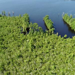 Photo #19 of SOLD property in Off Nc Hwy 158 Causeway, Camden, NC 160.0 acres