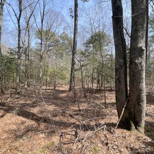Photo #17 of SOLD property in Off Mini Road, Accomac, VA 15.0 acres