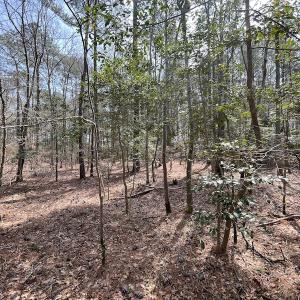 Photo #18 of SOLD property in Off Mini Road, Accomac, VA 15.0 acres