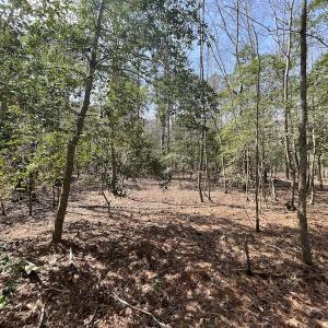 Photo #19 of SOLD property in Off Mini Road, Accomac, VA 15.0 acres