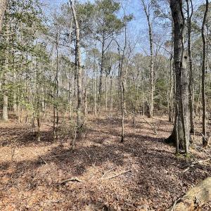 Photo #20 of SOLD property in Off Mini Road, Accomac, VA 15.0 acres