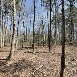 Photo #23 of SOLD property in Off Mini Road, Accomac, VA 15.0 acres