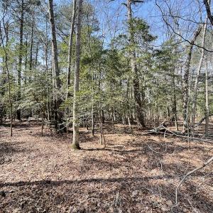 Photo #24 of SOLD property in Off Mini Road, Accomac, VA 15.0 acres
