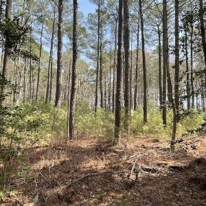 Photo #25 of SOLD property in Off Mini Road, Accomac, VA 15.0 acres