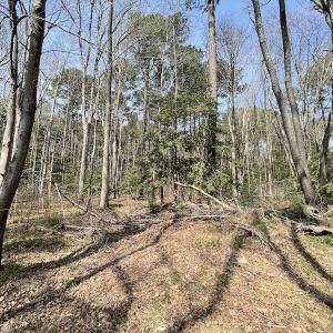 Photo #7 of SOLD property in Off Mini Road, Accomac, VA 15.0 acres